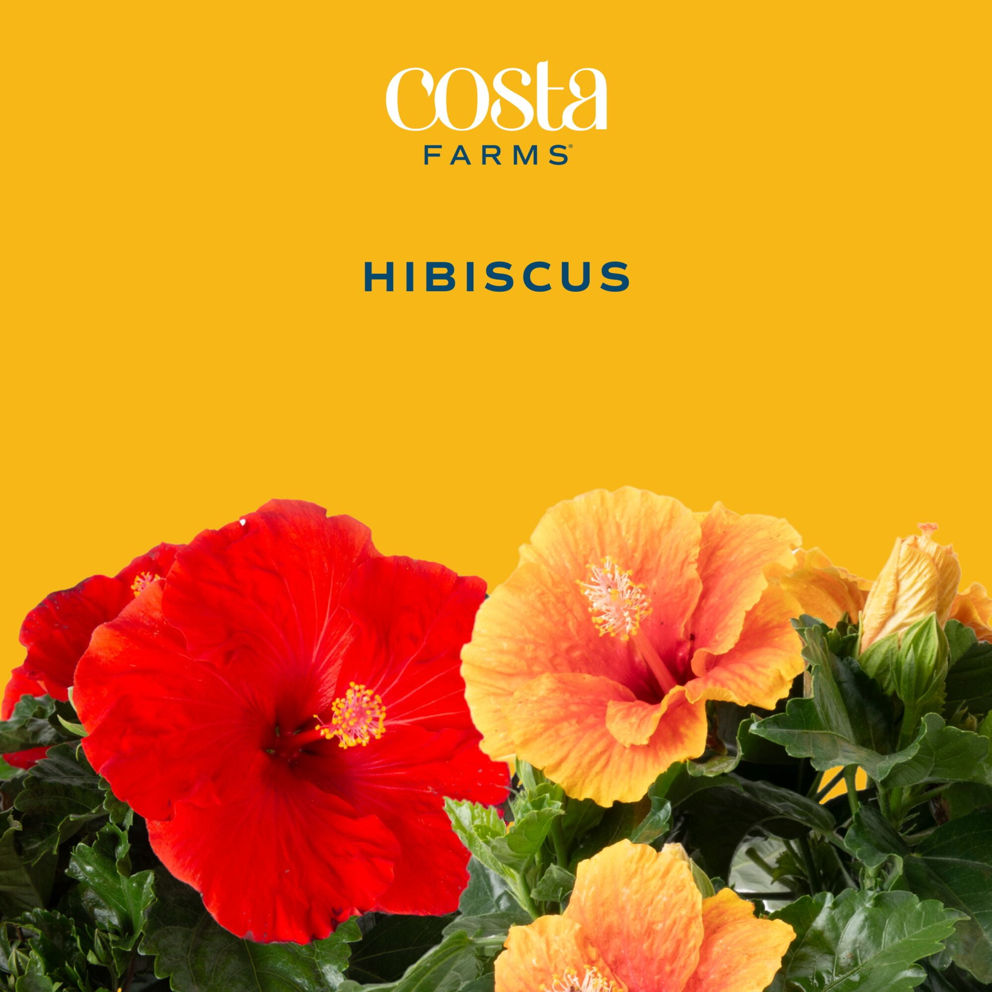 Costa Farms Island Blooms Live Outdoor 20in. Tall Assorted Hibiscus; Full Sun Outdoors Plant in 5in. Grower Pot, 2-Pack