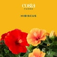 thumbnail image 6 of Island Blooms by Costa Farms 24" Tall Hibiscus, Direct Sunlight, Live Flowering Outdoor Plant, 2-Pk, 6 of 13