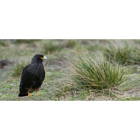 Close-up of Striated Caracara (Phalcoboenus australis) Sea Lion Island Falkland Islands Canvas Art - Panoramic Images (27 x 9)