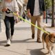 thumbnail image 2 of Arnés de nylon resistente para perros - Color marrón, cinturón en P con cremallera, asa ergonómica, diseño antitirones, para perros medianos y grandes, paseos y adiestramiento, 2 of 4