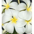 thumbnail image 5 of 10 "Obtusa Isabella" Plumeria Seeds Plants Flower Flowers Perennial Seed P-1, 5 of 12