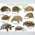 thumbnail image 3 of CafePress - Tortoises Of The World Light T Shirt - Men's Classic Graphic T-Shirt, 3 of 4
