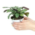 thumbnail image 2 of Calathea Burle Marx (4"+ Plastic Pot) - Easy to Care Houseplant for Beginners - Best Houseplant for Home Decoration, 2 of 6