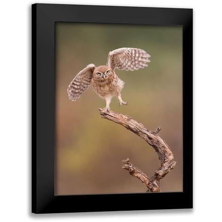 Eichelberg, Amnon 12x14 Black Modern Framed Museum Art Print Titled - Im Just A Gigalo...