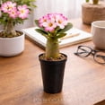 thumbnail image 2 of Desert Rose Adenium Obesum, 3/6 Plants, Starter Seedling, Rare Succulent, 2 of 5