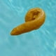 thumbnail image 5 of Termómetro flotante para piscina de caca Probador de temperatura del agua de la bañera de hidromasaje Ndcxsfigh  Nuevos Originales, 5 of 9