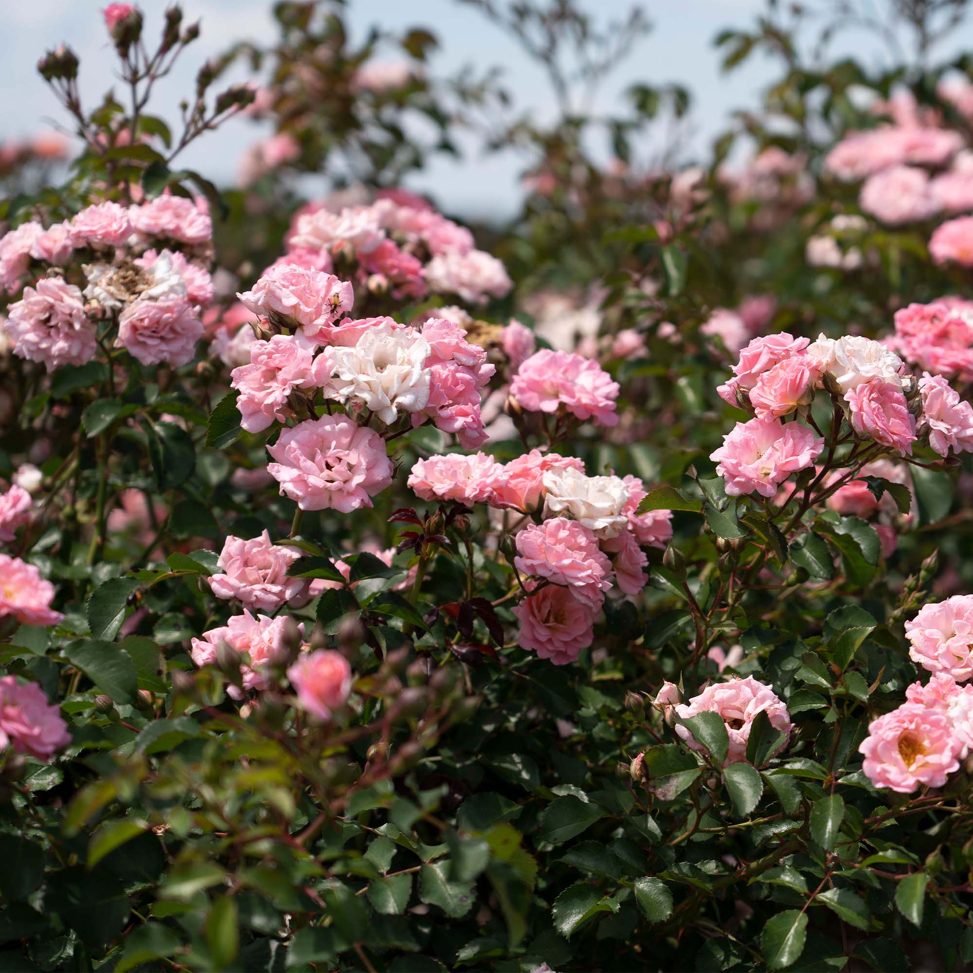 Drift Roses Blushing Groundcover Rose Live Shrub in 2-Gallon Grower Pot