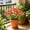 10 Pack-WD11, variant on 10 Pack Of Artificial Flowers 14.56in Trumpet Flowers Bushes Fake Outdoor Plants For Porch Balcony Garden Patio Window Box Home