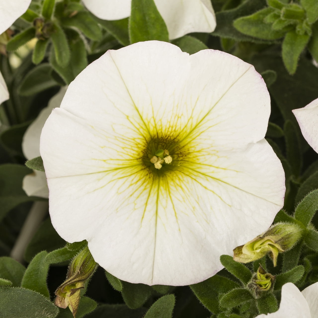 SuperCal 1.5PT White Petchoa Live Annual Plant Sun 5-Pack