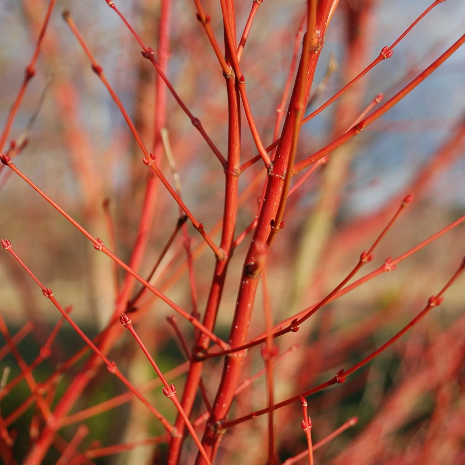 Expert Gardener 4-5' Maple Japanese Sango kaku in 2 gal. Grower Pot