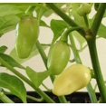 thumbnail image 2 of 50 Hot WHITE HABANERO PEPPER Capsicum Chinense Vegetable Seeds, 2 of 3