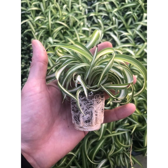 2 Pack ~ Spider Plant ~ Bonnie Curly Spider Spider Plant ~ Live Plant for Home Office Decor