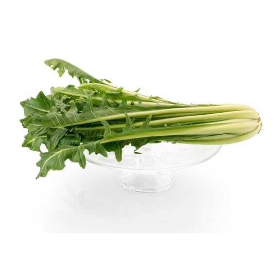 250 CICORIA CATALOGNA Puntarelle Chicorium Chicory Vegetable Seeds