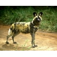 thumbnail image 2 of African Wild Dog Lycaon Wall Mural Decal Sticker, Wallmonkeys Peel & Stick Vinyl Graphic (48 in W x 38 in H, 2 of 4