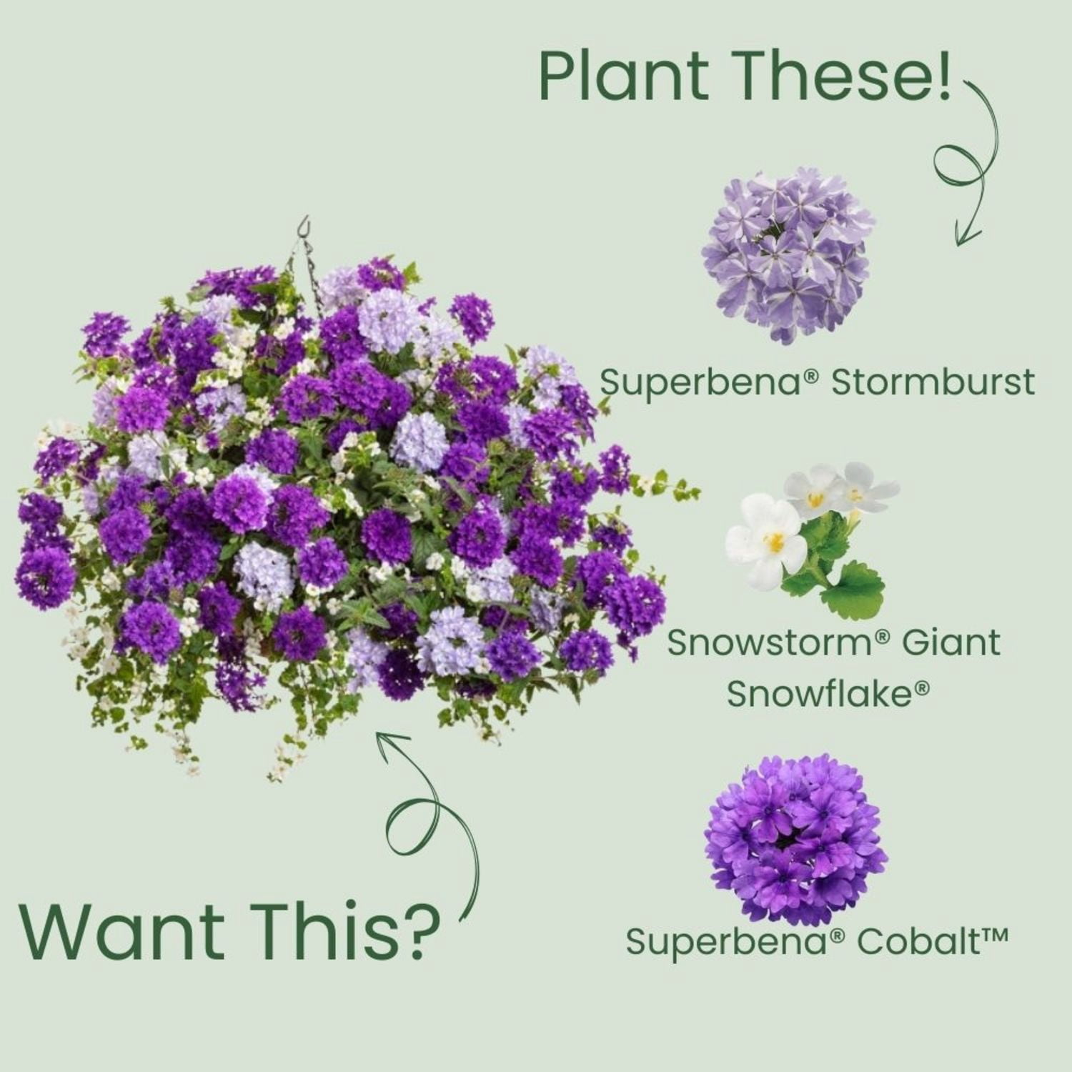 Proven Winners 4" Multicolor Superbena Stormburst Verbena Live Plant in 4.25" Pot (4 Count)