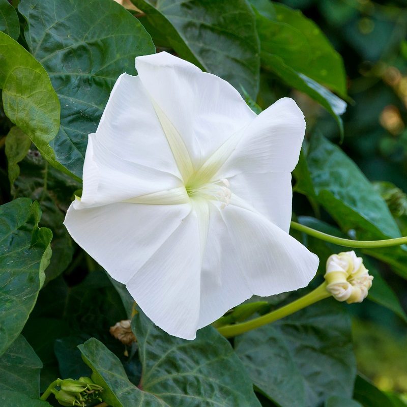 Moonflower Seeds 1/4 Pound, White, Open Pollinated, Attracts Pollinators, Attracts