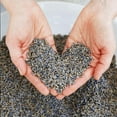 thumbnail image 5 of Lavender + Coconut Hand Soap, 5 of 8