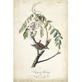 thumbnail image 2 of Audubon, John James 11x14 Black Ornate Wood Framed with Double Matting Museum Art Print Titled - Delicate Bird and Botanical I, 2 of 4