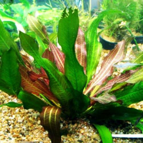 Amazon Sword Echinodorus Red Rubin In Pot Live Aquarium Plants BUY2 GET1 FREE - image 4 of 12