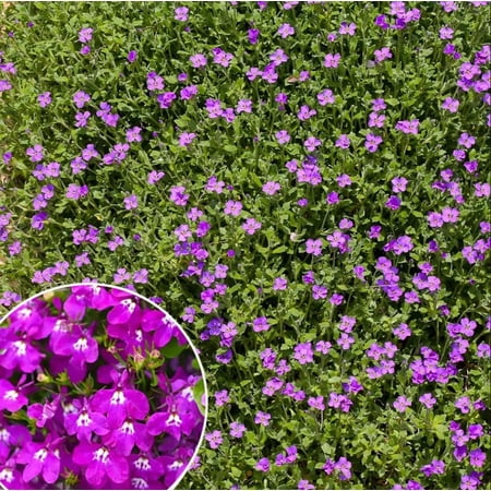 Purple Lobelia Plant Live for Planting, Regatta Series Lobelia Purple, Trailing Lobelia erinus – Annual for Hanging Baskets, Containers, 2-4 Inch Tall, 3 Inch Pot