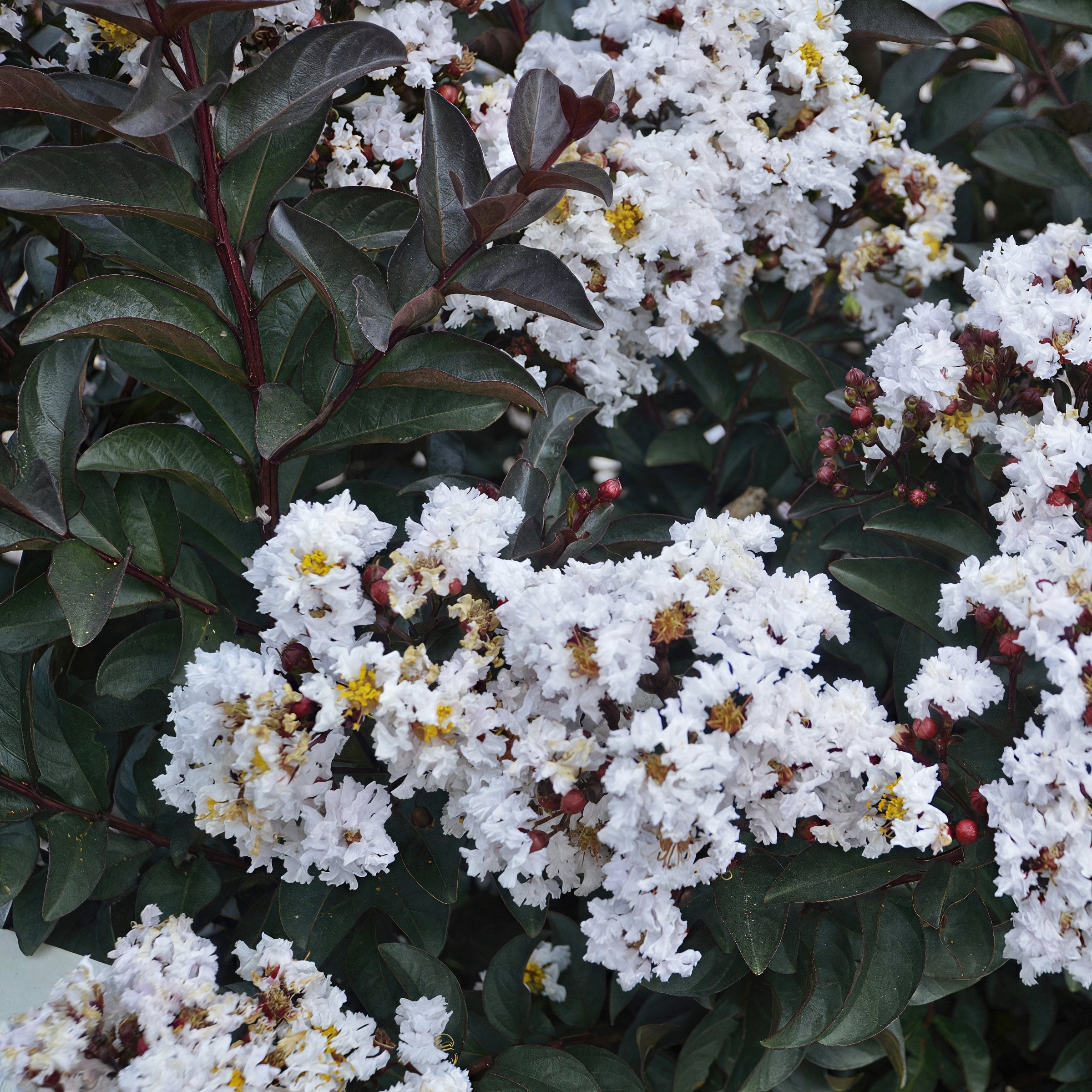 3 gal. Crape Myrtle Thunderstruck White Lightning Tree