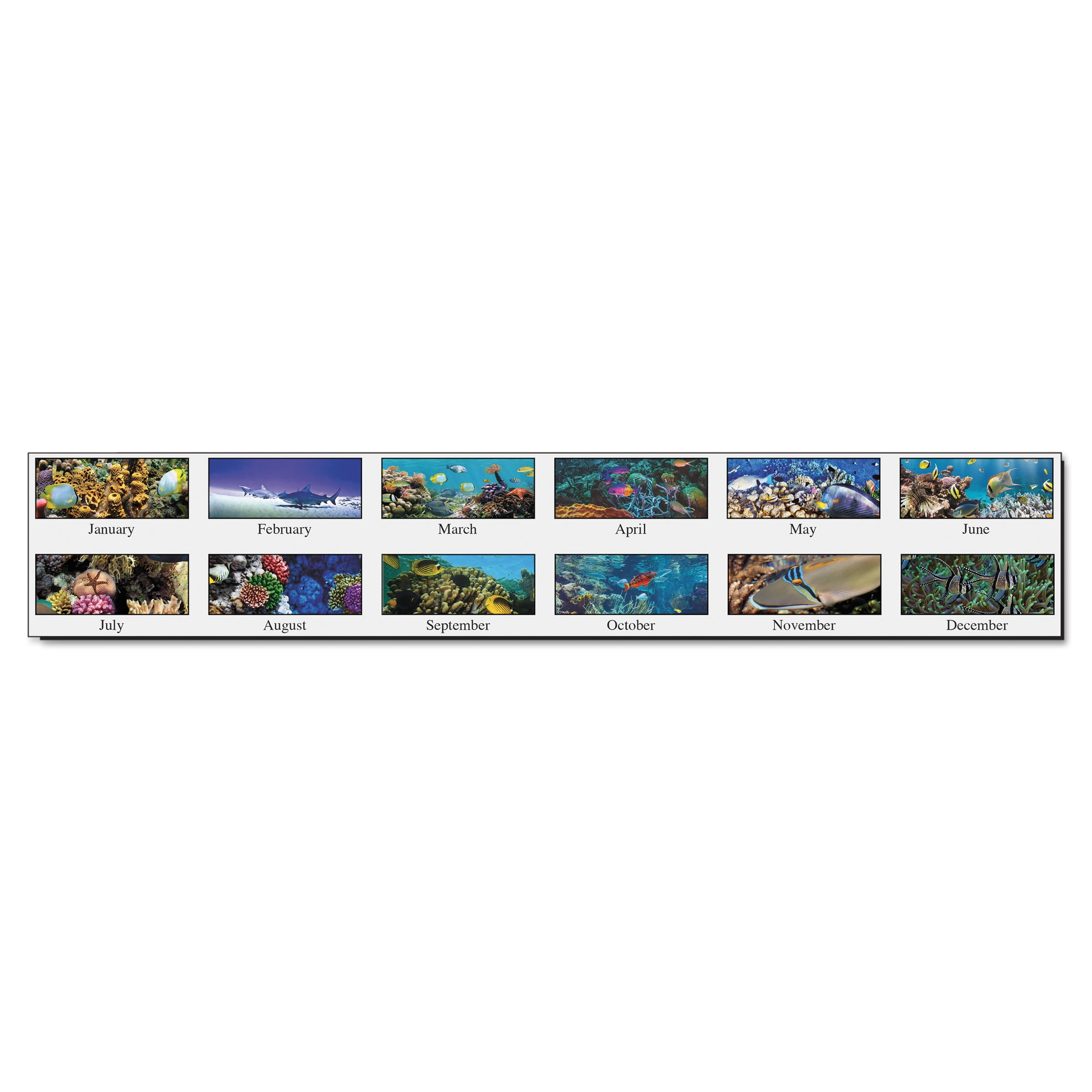 HOUSE OF DOOLITTLE Monthly Desk Calendar,22x17 In,Sea Life HOD193