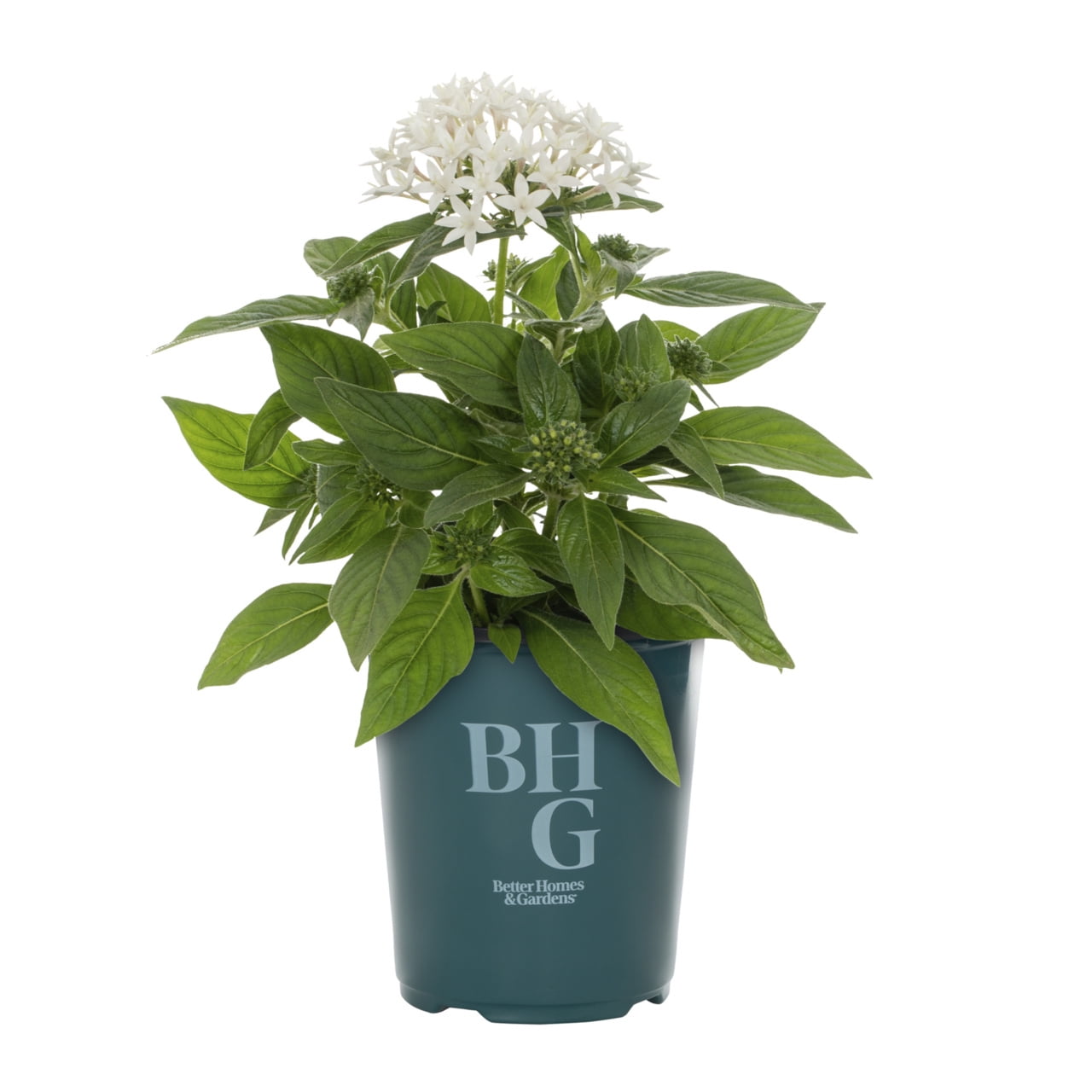 Better Homes & Gardens 1.5PT White Pentas Live Annual Plant Sun 5-Pack
