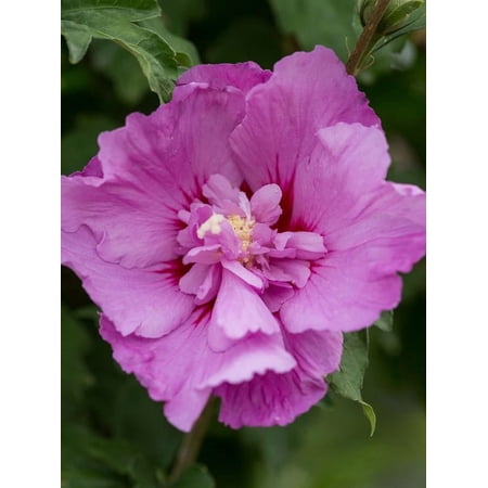 RedCrocus Tahiti Rose of Sharon Hibiscus syriacus Live Plant, Fragrant Summer Blooms, Butterfly & Hummingbird Attractor, Well-Suited for Borders & Containers 7 Gallon