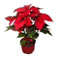 thumbnail image 1 of Flor de nochebuena en maceta 60 cm, 1 of 2