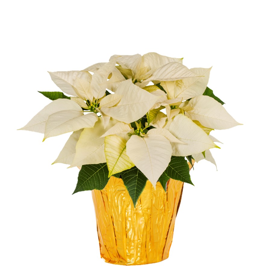 Holiday Time 1QT White Poinsettia Live Annual Houseplant Sun 5-Pack