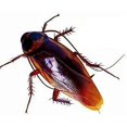 thumbnail image 1 of 12 piezas Vintage simulacro plástico falso cucaracha escorpión insectos broma juguetes broma truco aterrador insectos para fiesta, 1 of 3