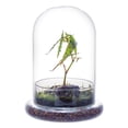 thumbnail image 1 of Campana de cristal Terrarium NCYP con forma de cúpula, 18,5 cm x 12 cm (sin plantas), 1 of 7