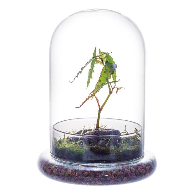 Campana de cristal Terrarium NCYP con forma de cúpula, 18,5 cm x 12 cm (sin plantas)