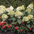thumbnail image 5 of National Plant Network 1 gal Live Shrub Hydrangea Sweet Starlight Condition with Full Sunlight, 5 of 6