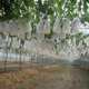 thumbnail image 2 of 100PCS Garden Plant Fruit Cover Protect Net Mesh Bag Against Insect Bird, 2 of 5