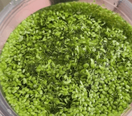 5500+ Azolla & Duckweed Live Plant Mix – No Parasites Floating Aquarium & Pond Plants for Fish Tanks