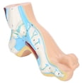 thumbnail image 1 of Garosa Human Foot Model Adults Lifesize Teaching Research Muscle Display Explain Accessories, 1 of 8
