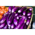 thumbnail image 5 of Long Purple Eggplant Seeds/ Annual/ Full Sun/ 2K Seeds 1/4 oz / Zellajake Farm and Garden - B36, 5 of 5