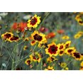 thumbnail image 1 of 1000 PLAINS COREOPSIS (Golden Tickseed) Coreopsis Tinctoria Flower Seeds, 1 of 3