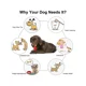 thumbnail image 4 of Huesos para masticar para perros, juguetes para cachorros, herramienta de limpieza de dientes, juguetes resistentes y fuertes para masticar huesos, 4 of 5
