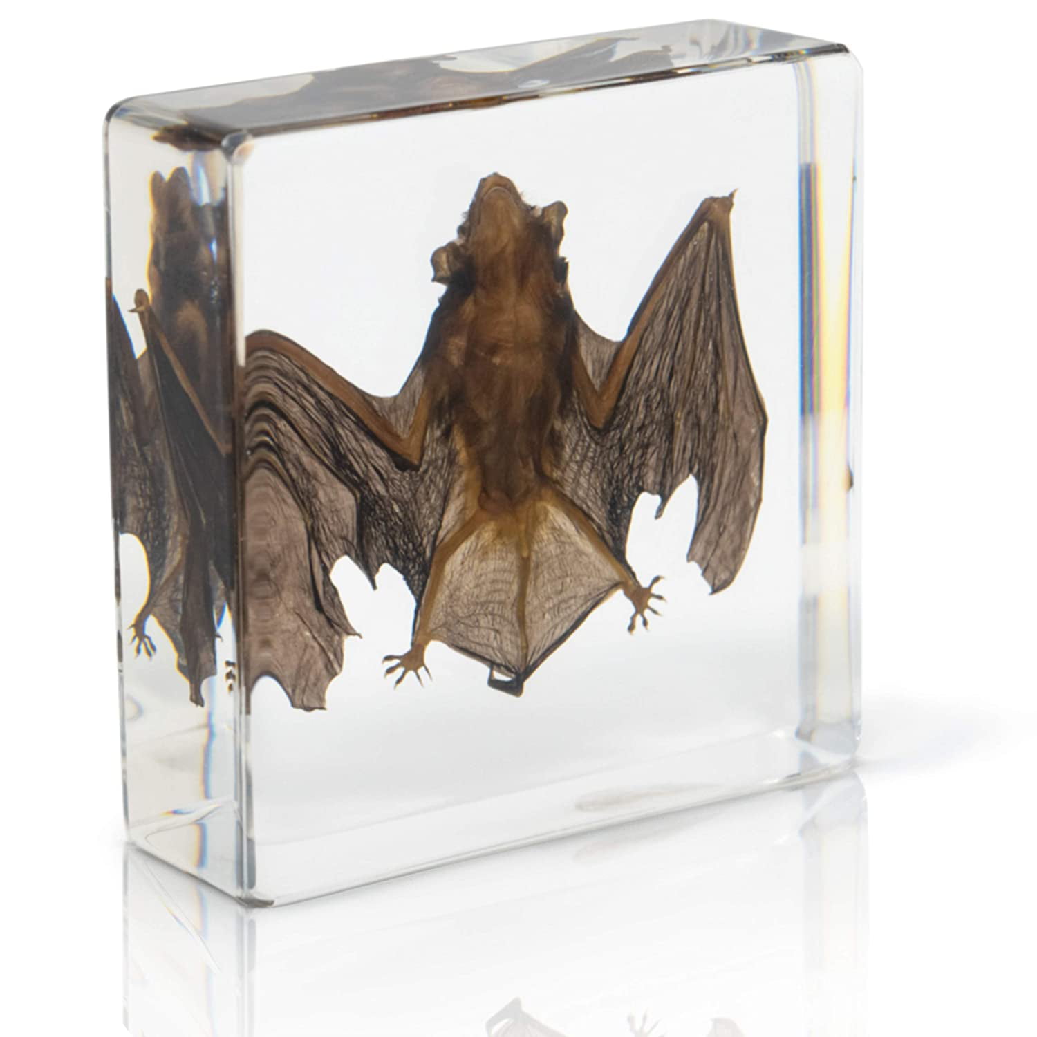 Color : A PRWR Bat Specimens Acrylic Transparent Scientific Teaching Apparatus Bat Amber Animal Insect Educational Teach Supply Biological Collection 95