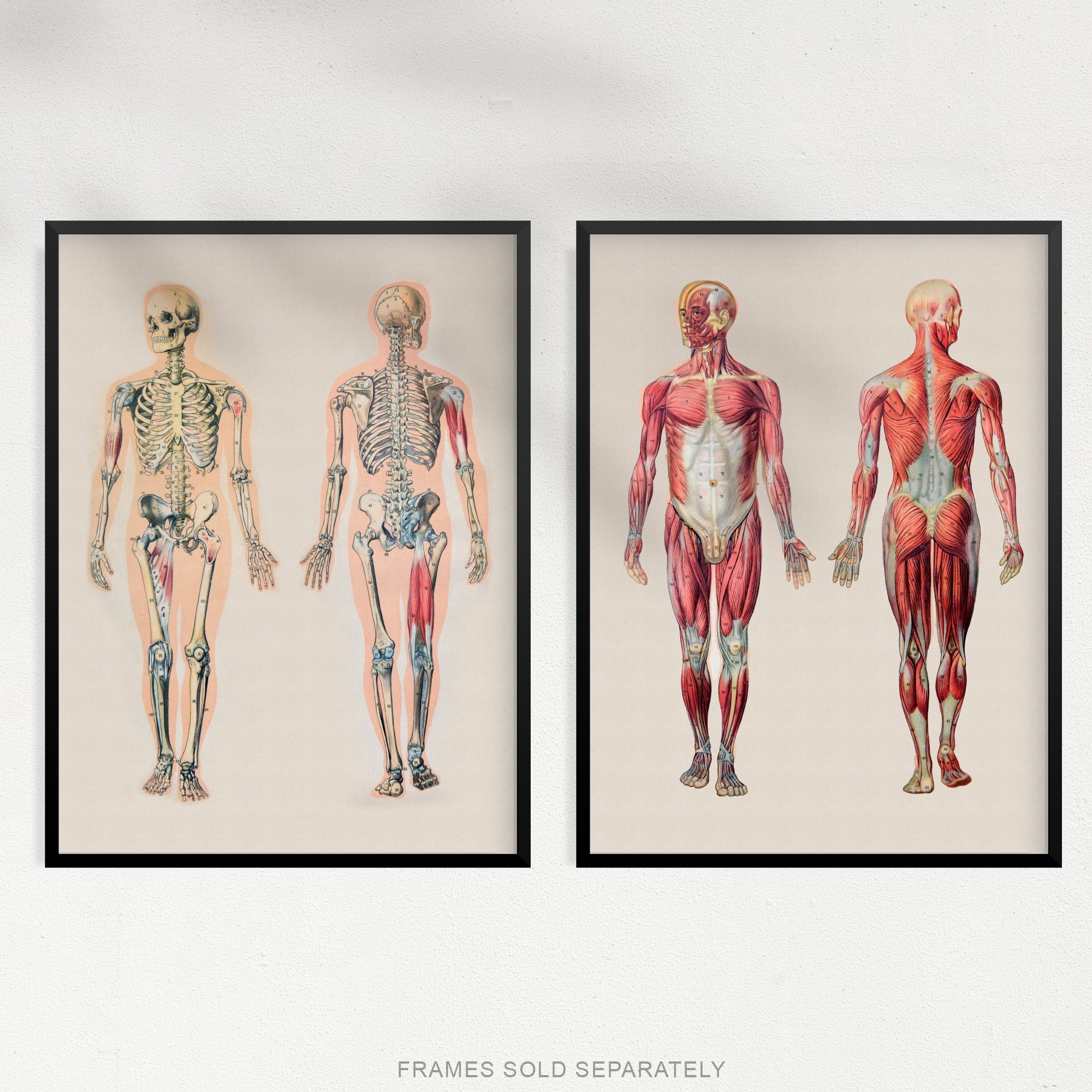 Human Body Muscle Bone Skeletal Diagrams Set Of 2 Unframed Wall Art Prints Living Room Study Aesthetic Scientific Medical 12X16 Inch