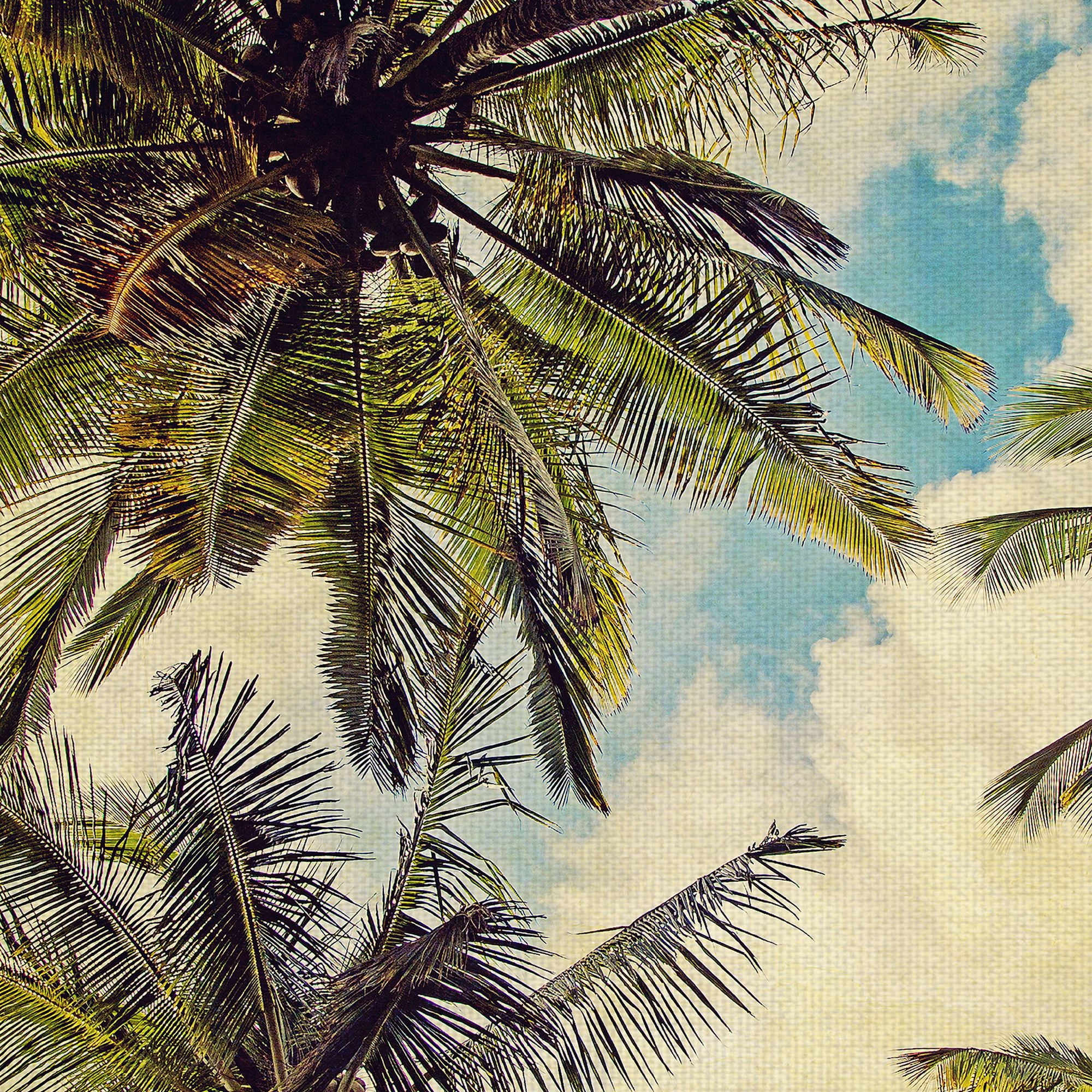 Masterpiece Art Gallery Kauai Island Palm Trees by Michelle Oppenheimer Canvas Photo Art Print 24" x 24"