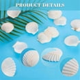 thumbnail image 3 of 40 conchas de vieira naturales de 1,4 a 2,4 pulgadas, pequeñas conchas marinas blancas para manualidades, conchas marinas reales a granel., 3 of 5