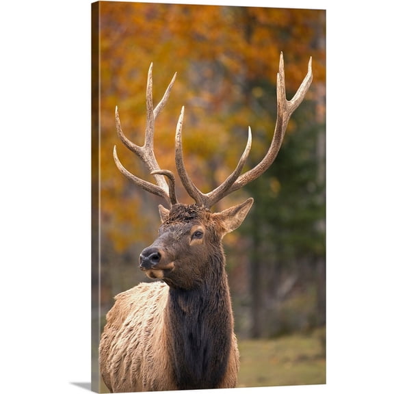 Great BIG Canvas | Carson Ganci Premium Thick-Wrap Canvas entitled Large Elk In Jasper National Park Alberta Canada
