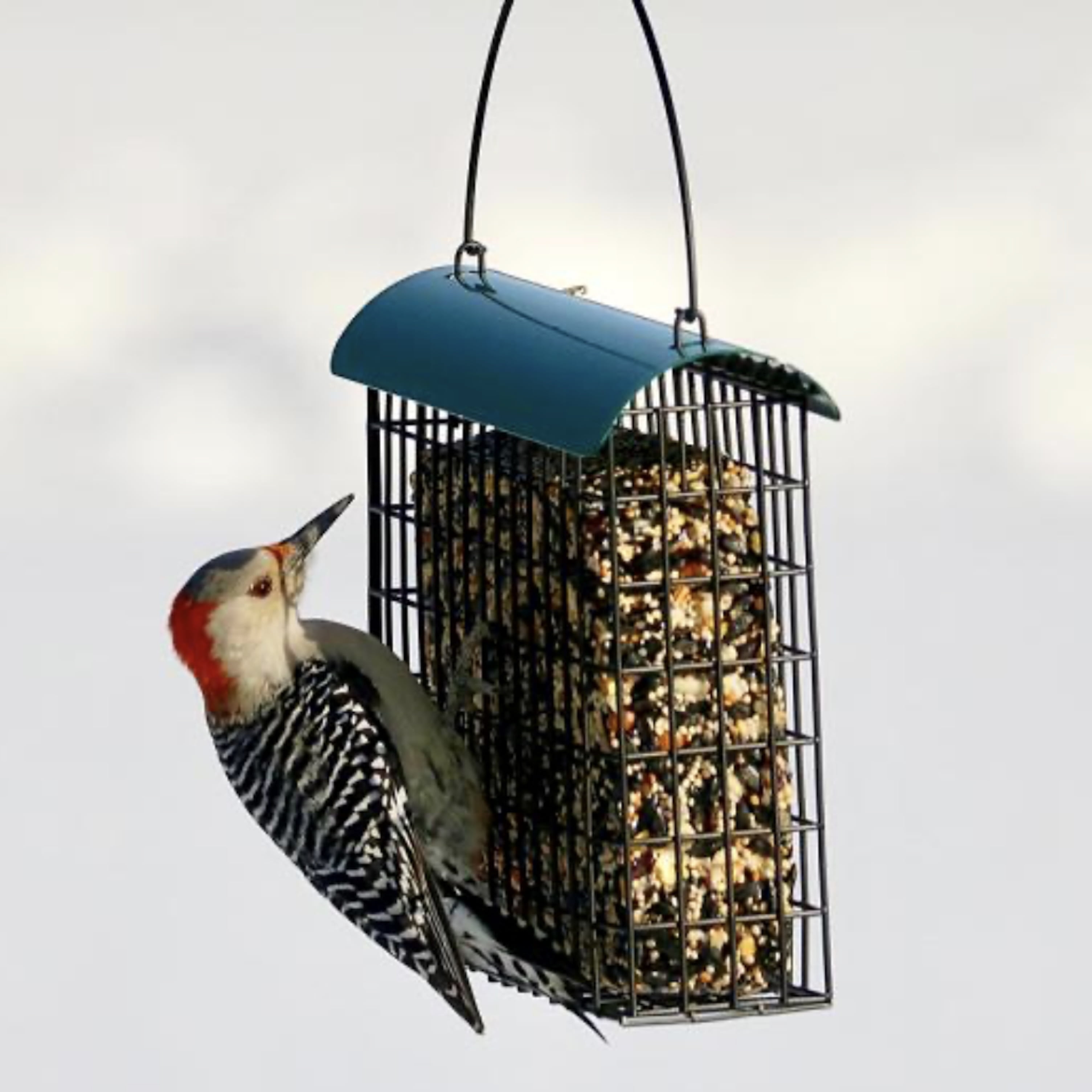Backyard Essentials Large Suet Feeder Metal Bird Feeder Holds One Large Suet Cake