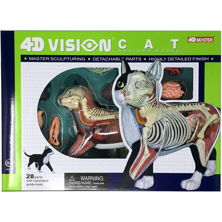 4D Vision Cat Anatomy Model - Walmart.com
