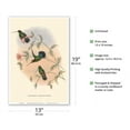 thumbnail image 2 of Hummingbirds on Branch - Veruguan Lance-Bill (Dorifera Veraguensis) - Vintage Colored Engraving by John Gould c.1800s - Master Art Print (Unframed) 13in x 19in, 2 of 4