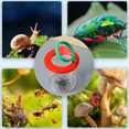 thumbnail image 3 of Ensemble Éducatif pour Esprits Curieux, Outil d'Étude des Insectes avec Construction Durable, Design Compact Portable pour Exploration de la Nature, Outil de Motricité Fine, 3 of 6