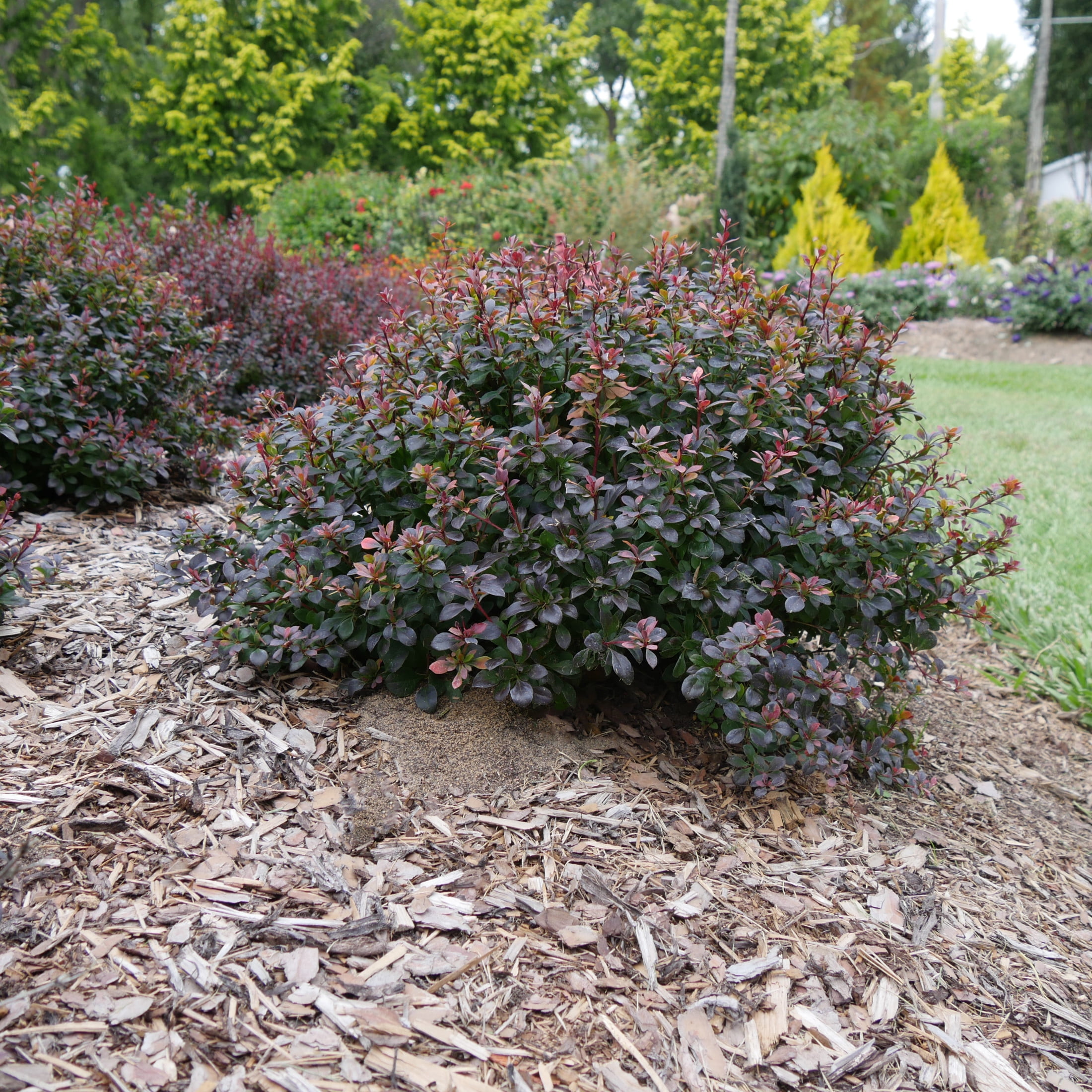 Proven Winners ColorChoice 5" Purple Sunjoy Todo Barberry Live Plant in 4.5" Pot (4 Count)
